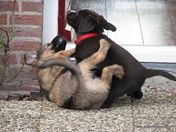 Thuis direct een gevecht met de buur pup